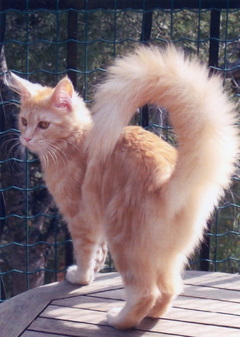 Vanille Maine Coon Red Silver
