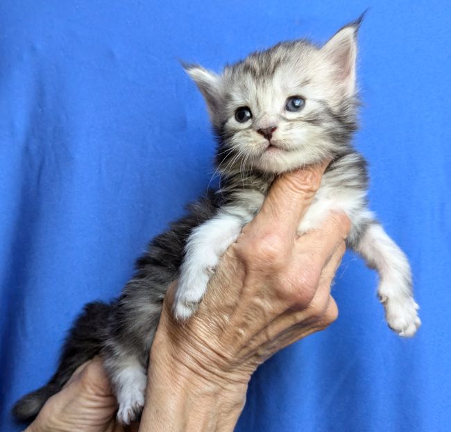 Wendy - Femelle - black silver blotched tabby - disponible