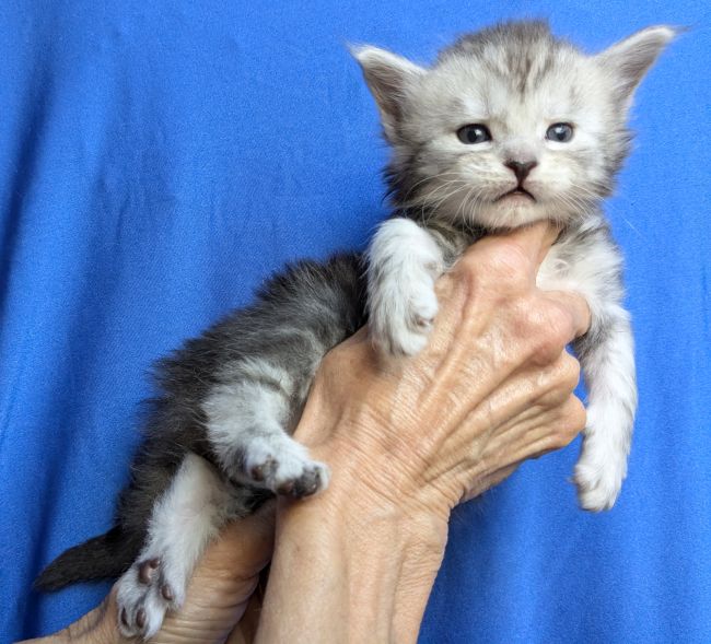 Wolfgang - Male black silver blotched tabby - disponible